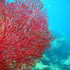 cnidario octocoral